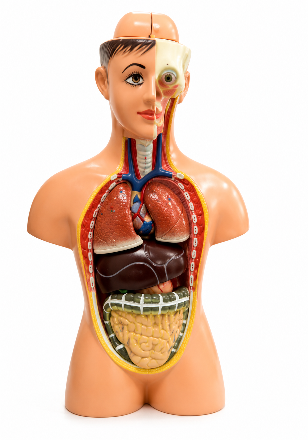Human Torso Big