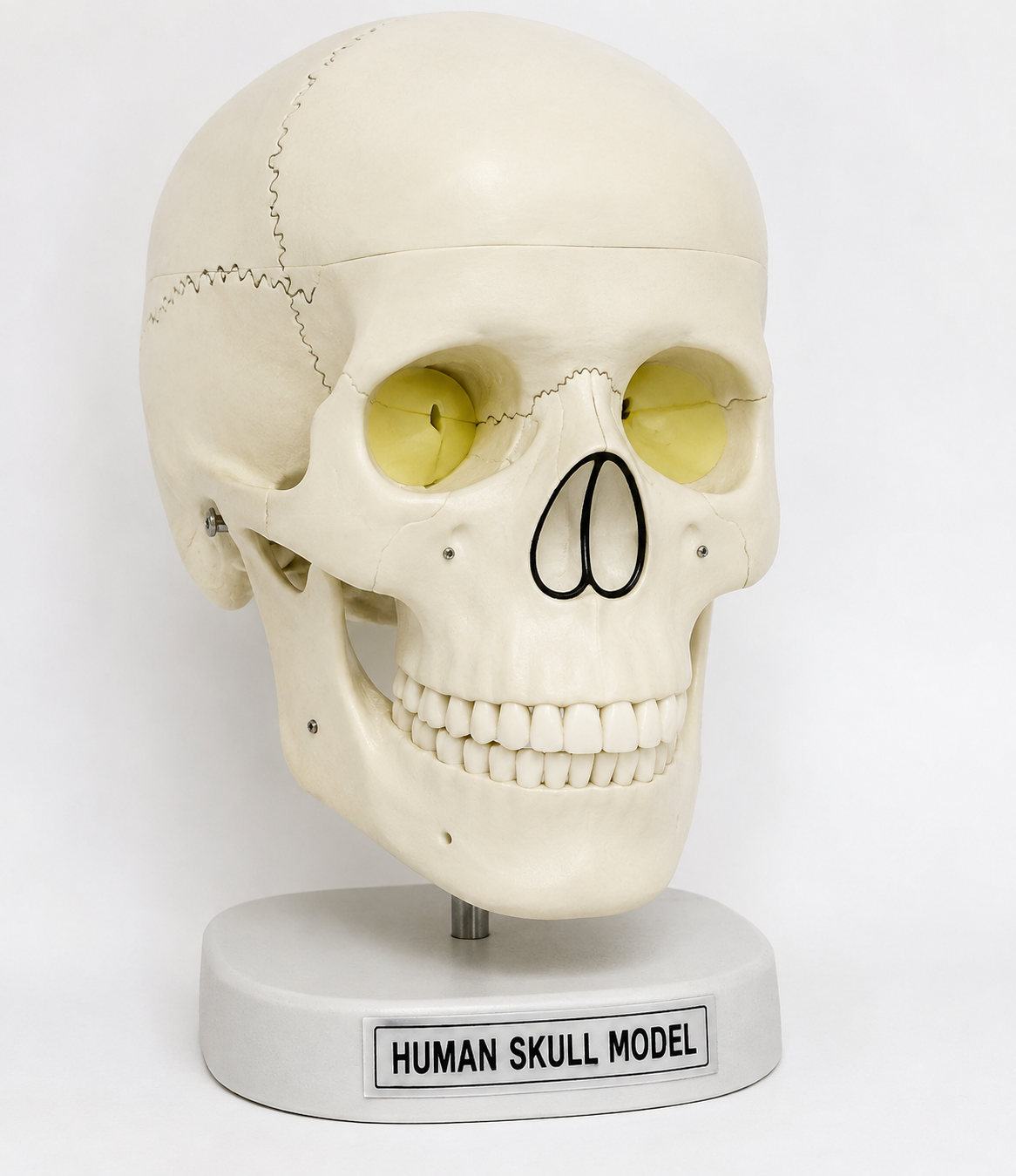 Human Skull